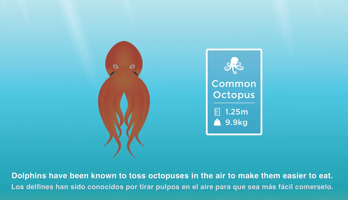 Common octopus stat card with a bilingual fact about dolphins